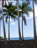 Palm trees.jpg